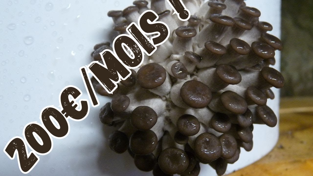 Cultiver des pleurotes facilement pour créer un complément de revenu