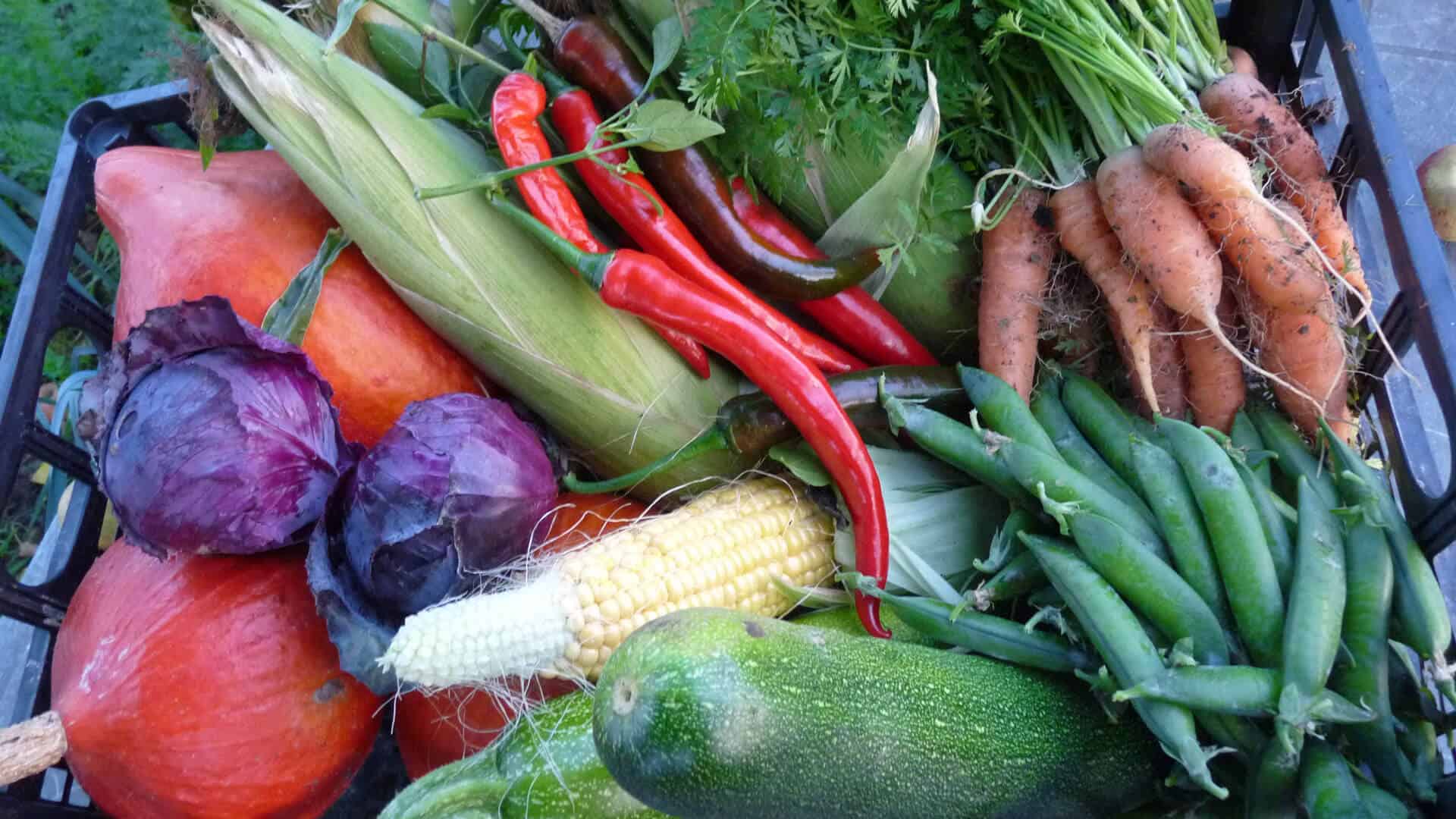 Un panier de légumes bien rempli pour tendre vers l'autonomie alimentaire familiale