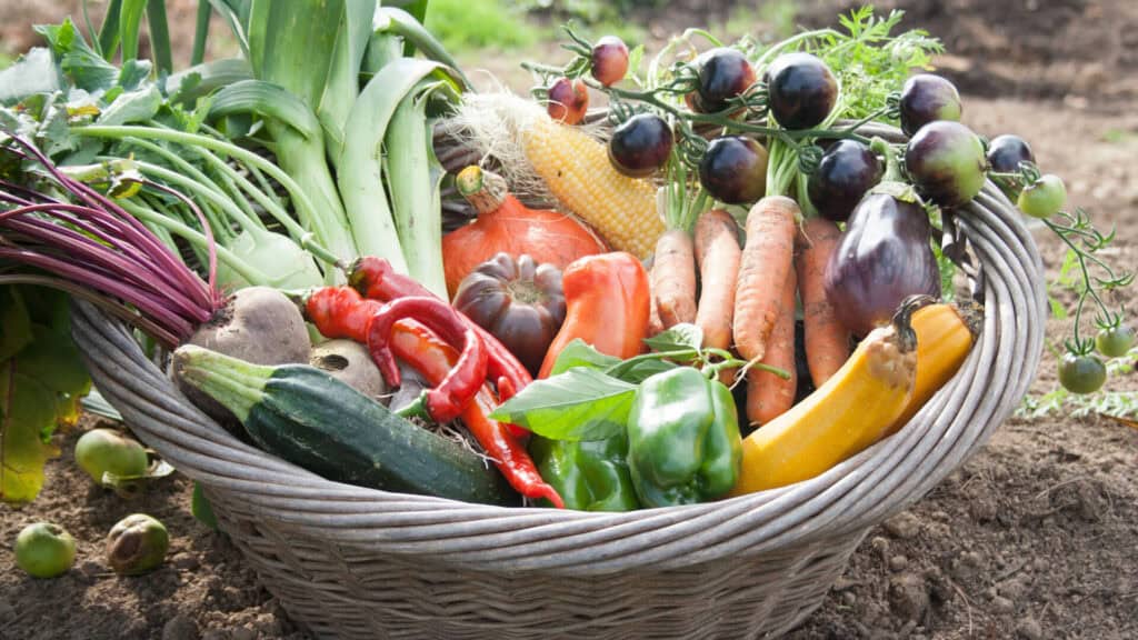Pleine Terre : Autonomie alimentaire et astuces pour un avenir autosuffisant