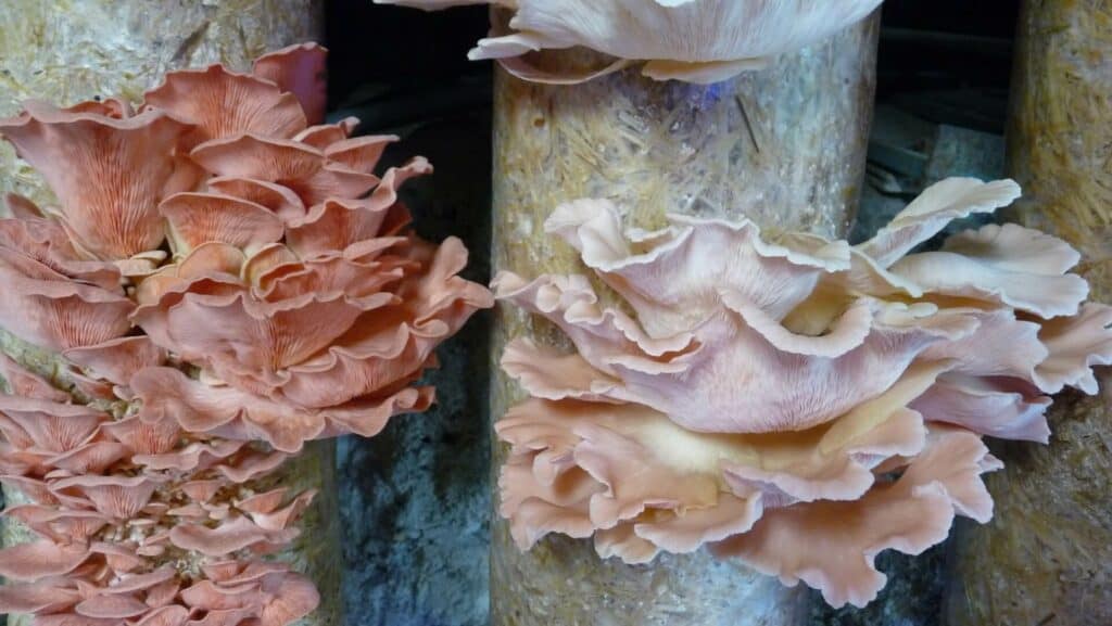 Faire pousser des champignons dans sa cave : pleurotes roses