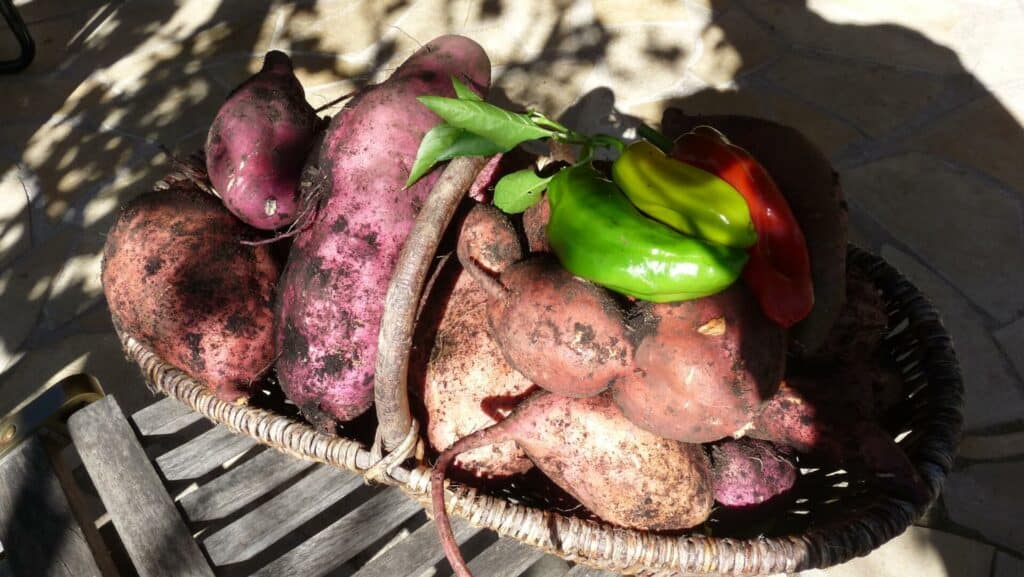 Cultiver la patate douce