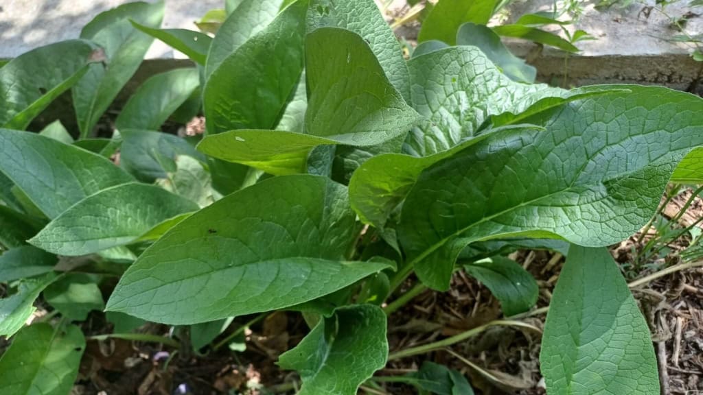 Plantes sauvages comestibles la consoude