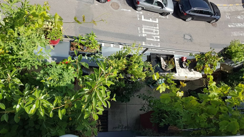 Produire plus avec moins. plus de légumes sur moins de surface