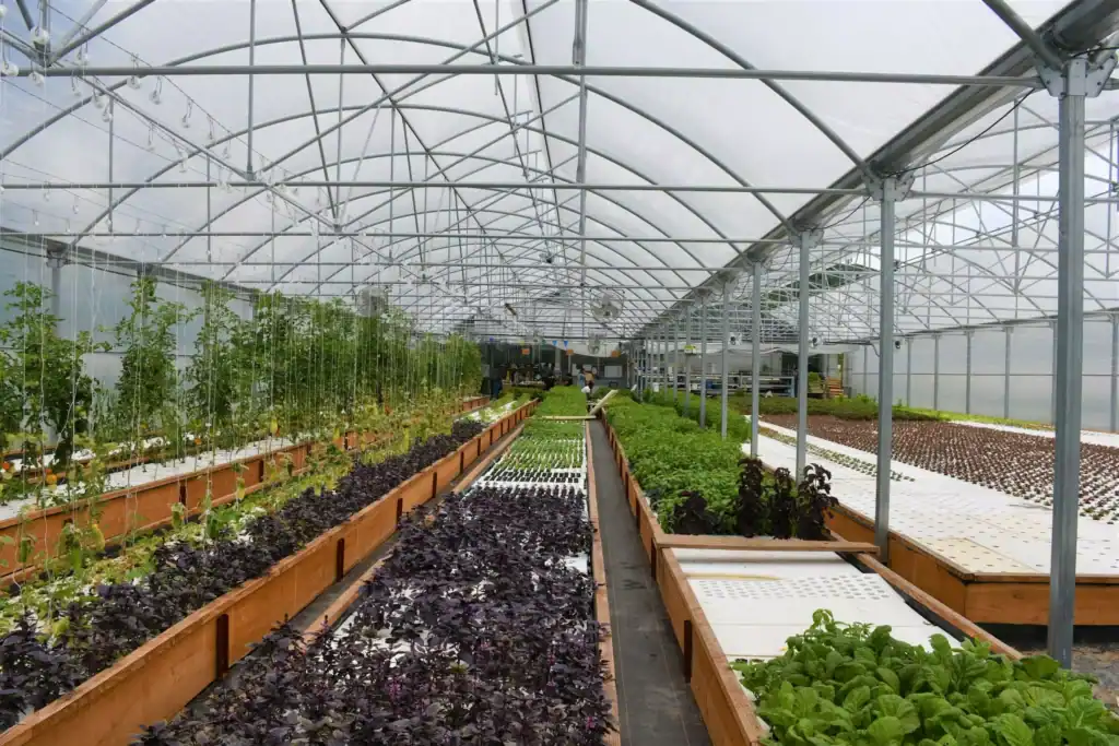 Métiers qui régénèrent la planète : ferme aquaponique