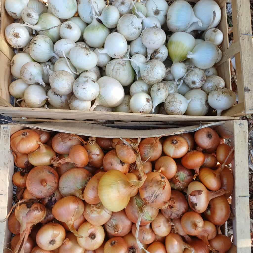 conservation des oignons