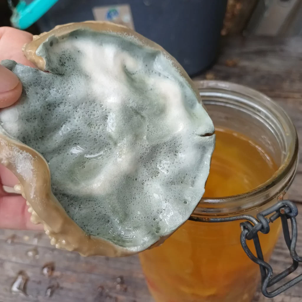 Croûte de moisissure verte et duveteuse retirée d’un bocal de lactofermentation