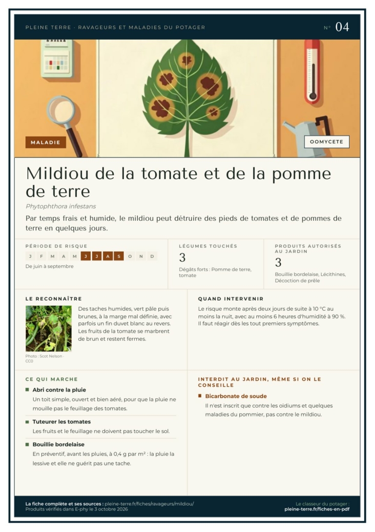 Carte n° 04 du classeur : le mildiou, ce qui marche et ce qui est interdit au jardin