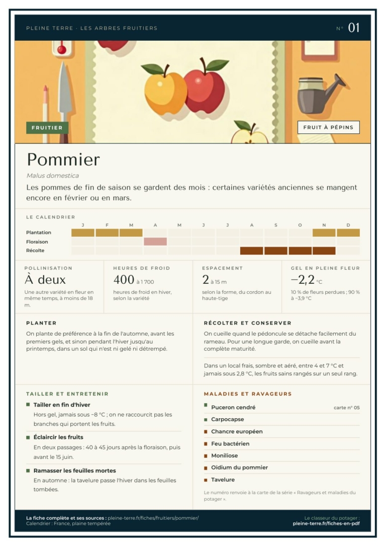 Carte n° 01 du classeur : le pommier, sa pollinisation, le gel en fleur et la taille
