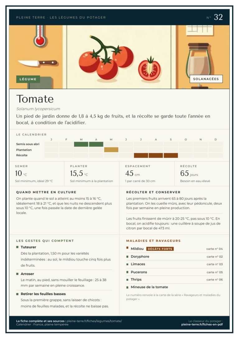 Carte n° 32 du classeur : la tomate, avec son calendrier, ses seuils et ses gestes
