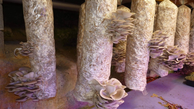 Boudins de paille ensemencée suspendus dans une cave, d'où sortent des touffes de pleurotes gris.