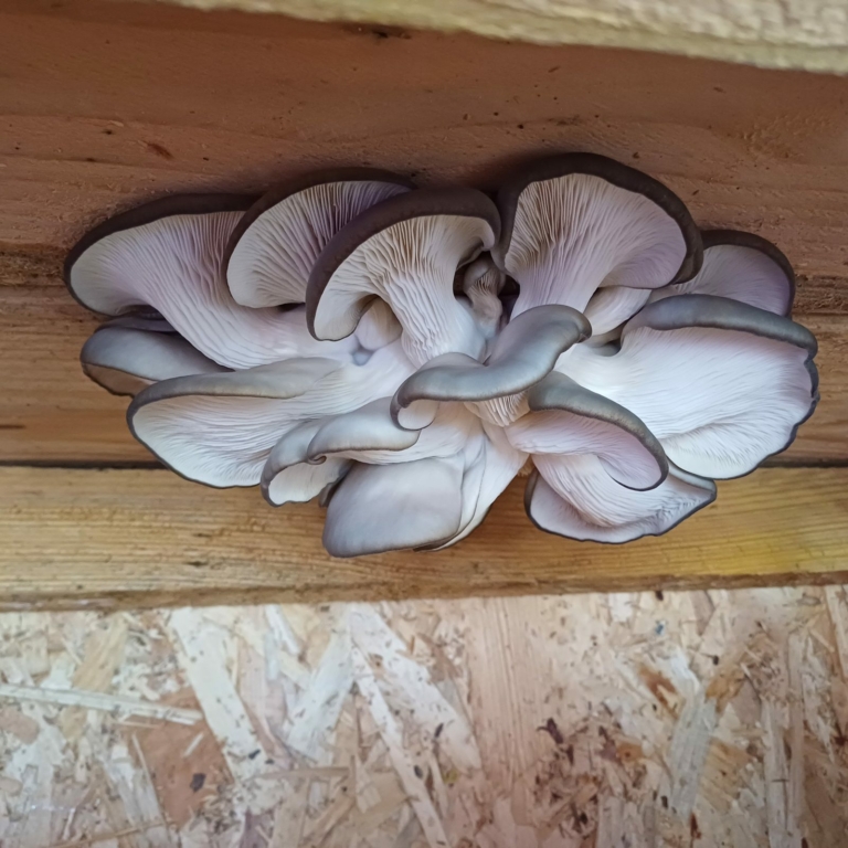 Touffe de pleurotes en huître gris-bleu aux lames blanches, sortie d'un sac de culture posé sur une étagère en bois.
