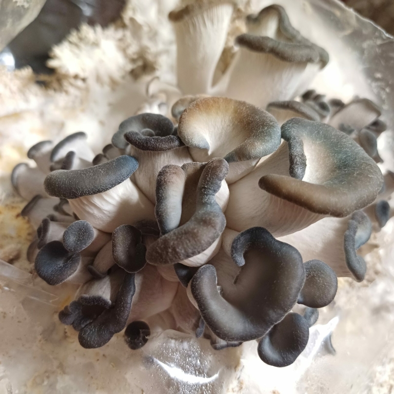 Grappe de jeunes pleurotes en huître gris foncé sortant d'un sac de culture.