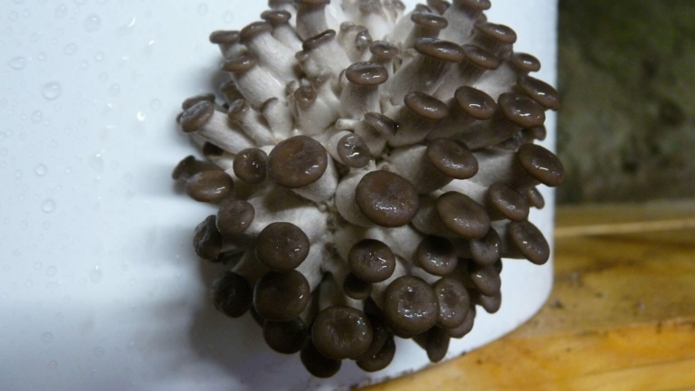 Touffe de pleurotes gris foncé qui sort d'un seau blanc percé.