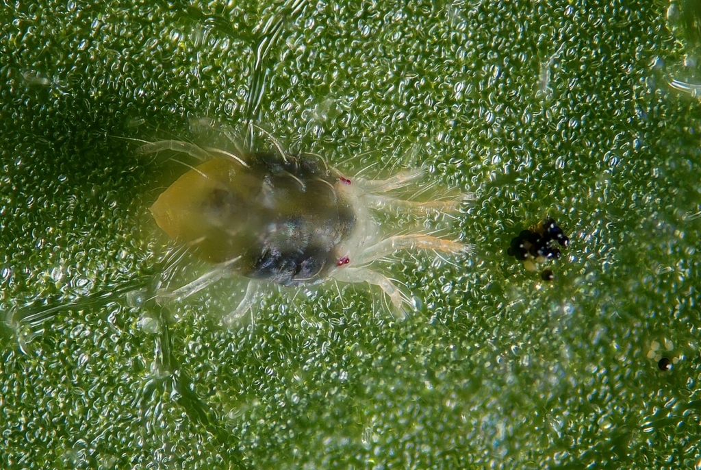 Femelle de la forme verte (0,5 mm)