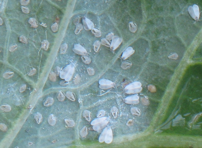 Adultes, larves et pupes sur chou frisé