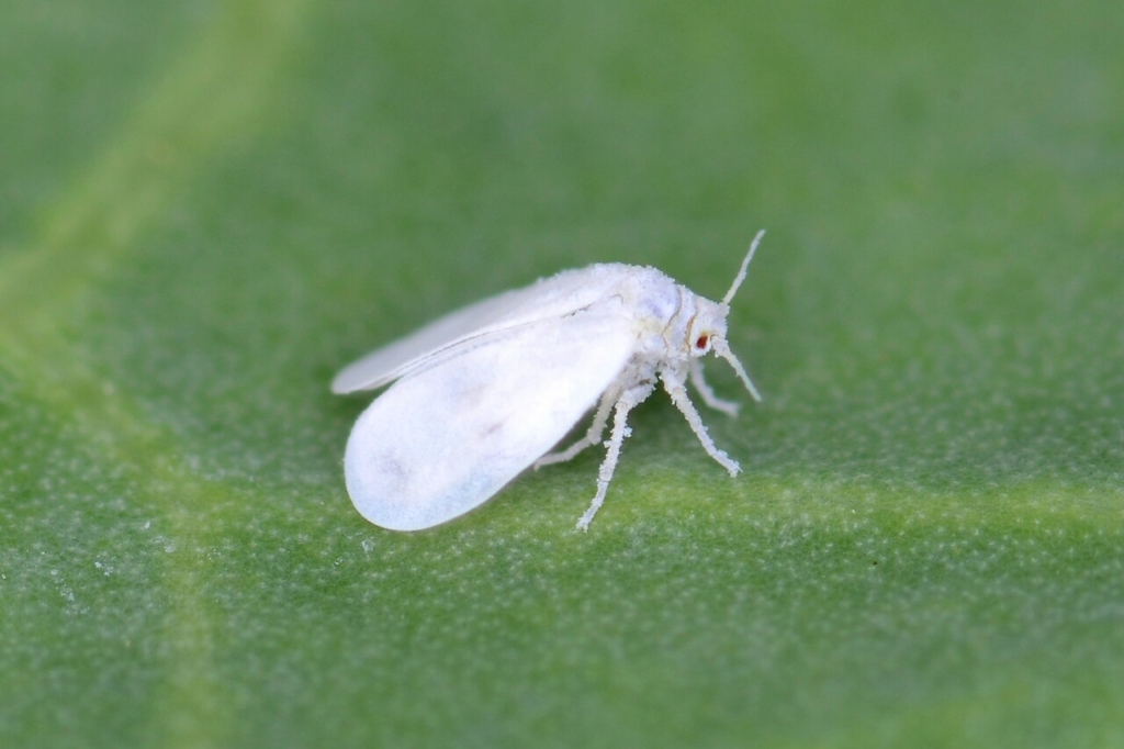 Adulte de l'aleurode du chou