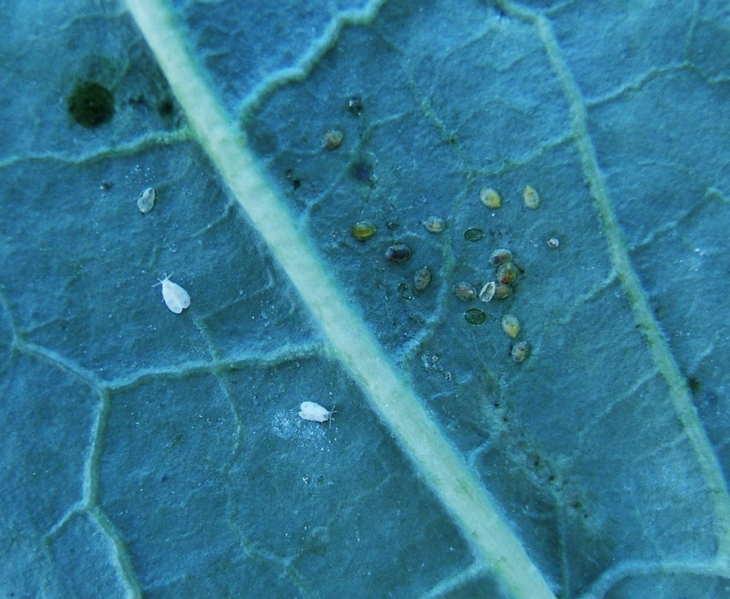 Adultes et larves sur une feuille de chou-fleur