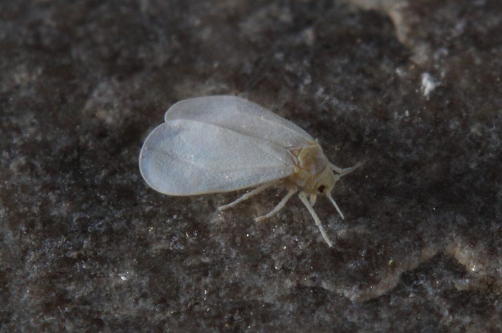 Aleurodes des serres (environ 1,5 mm)