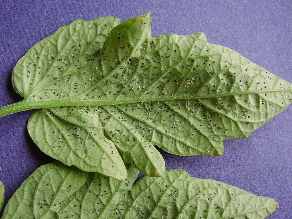 Œufs d'aleurode parasités par Encarsia formosa sur une feuille de tomate