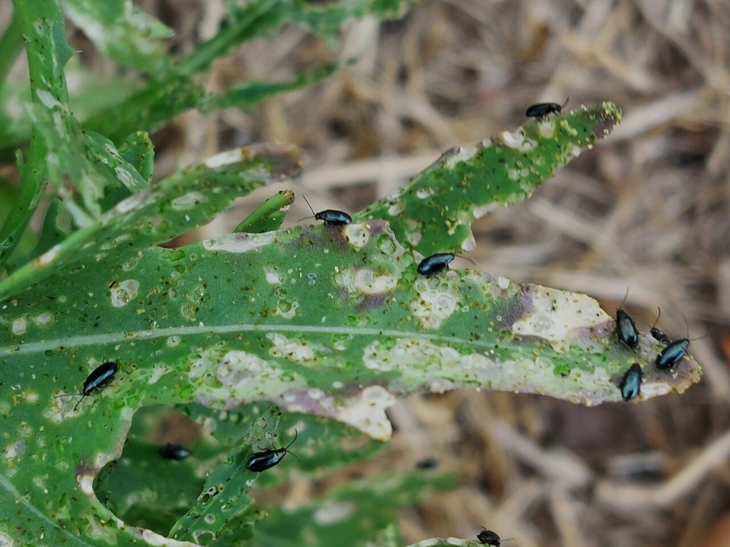 Confusion possible : altises du genre Psylliodes sur roquette