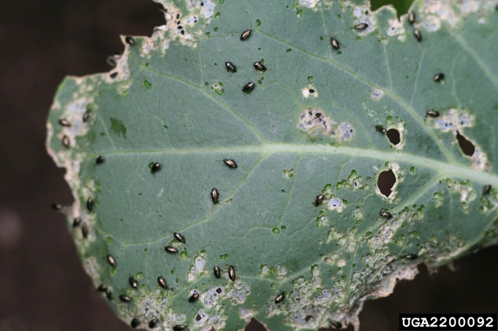 Forte infestation sur une plantule de brocoli