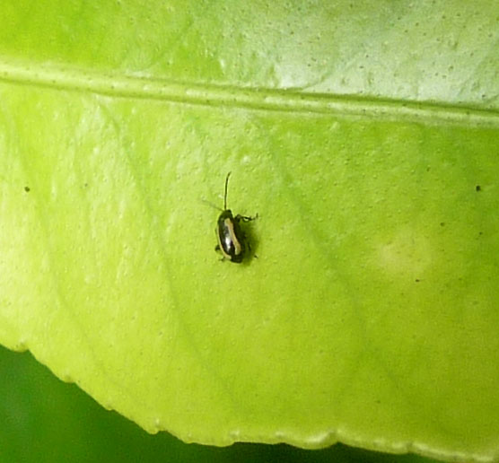 Altise bicolore (Phyllotreta nemorum), adulte