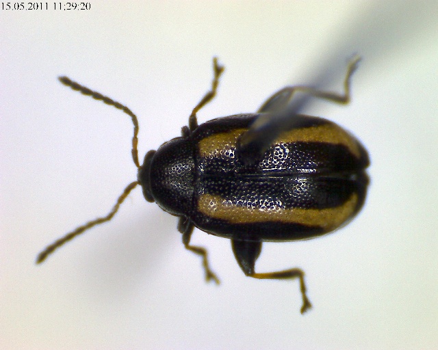Phyllotreta undulata, adulte