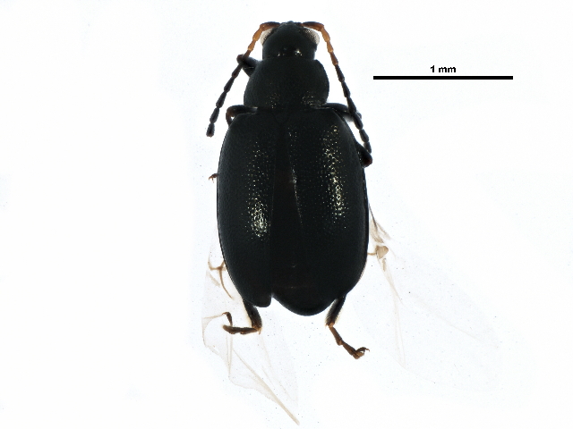 Phyllotreta atra, adulte