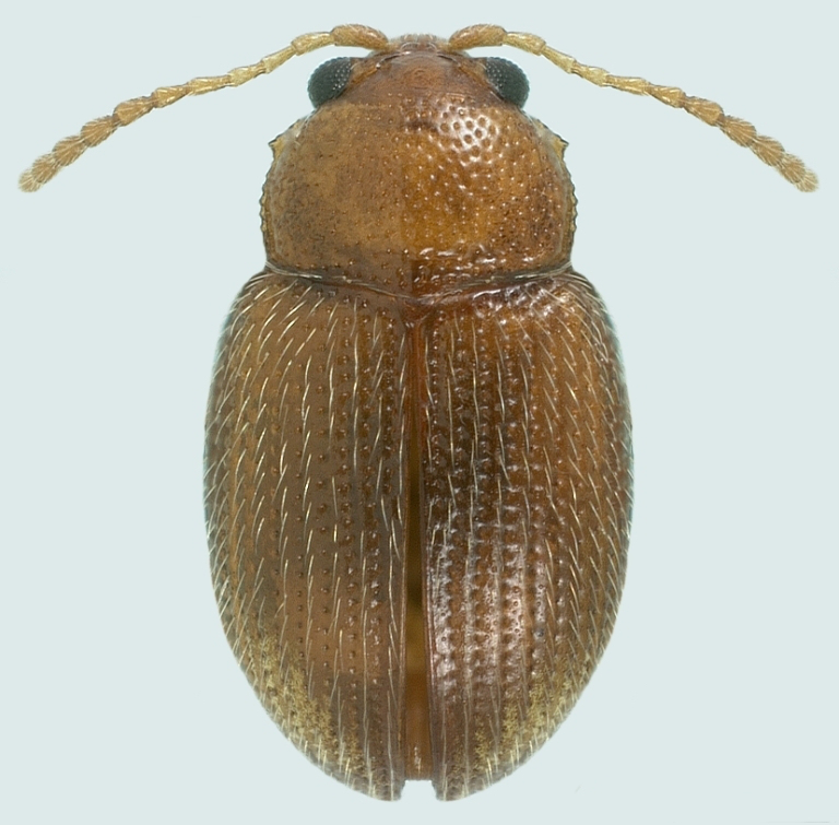 Altise du tabac (Epitrix hirtipennis), l’altise de l’aubergine en Provence
