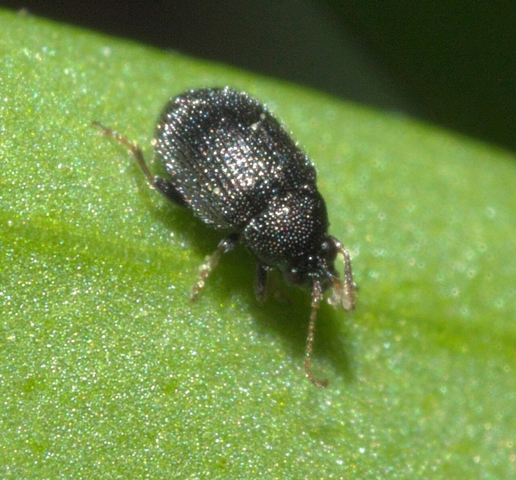 Epitrix fuscula, altise américaine de l’aubergine