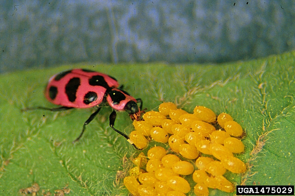Coccinelle Coleomegilla maculata mangeant des œufs de doryphore