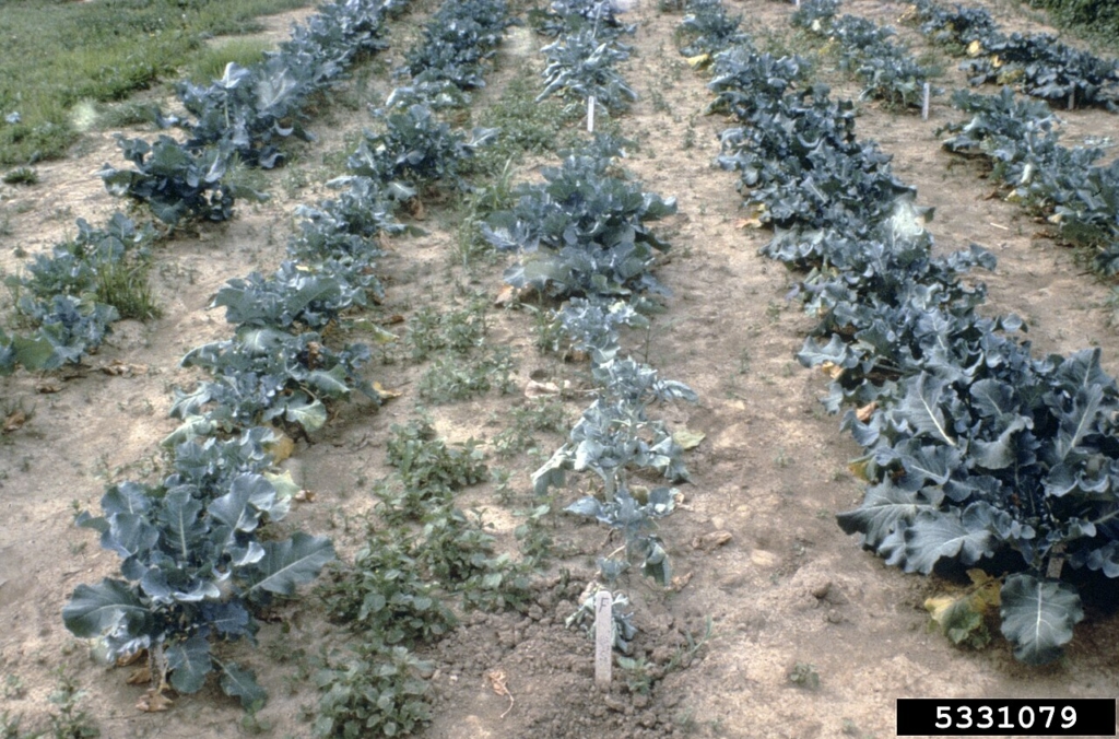 Parcelle de choux atteinte : plants flétris et jaunis