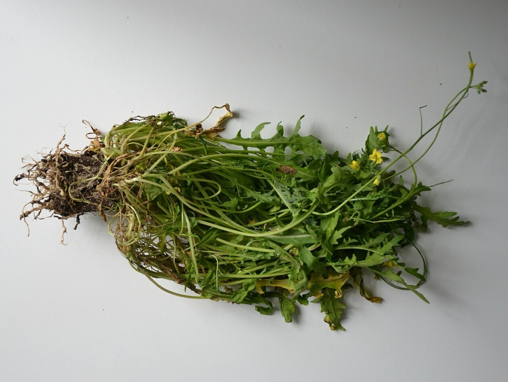 Racines de roquette gonflées par la hernie