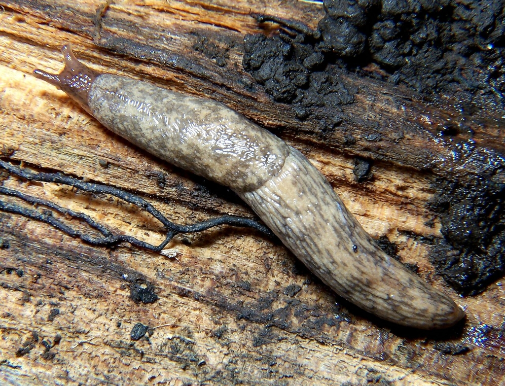 Petite limace grise adulte (Deroceras reticulatum)