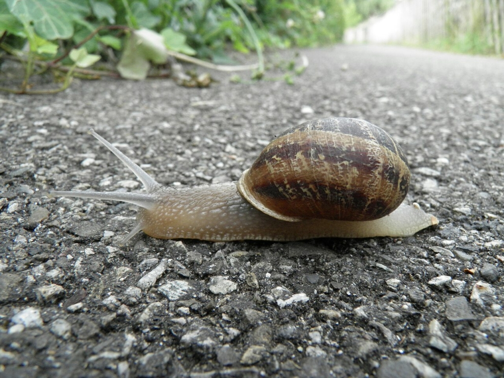 Escargot petit-gris (Cornu aspersum)