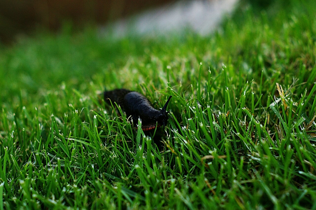 Limace horticole (Arion hortensis)