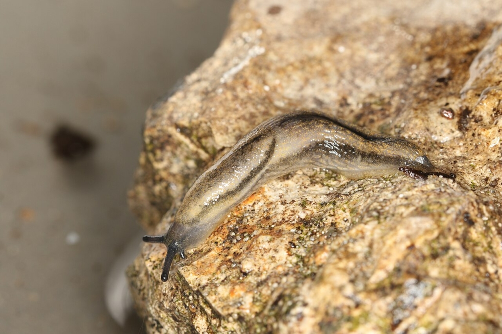 Arion distinctus