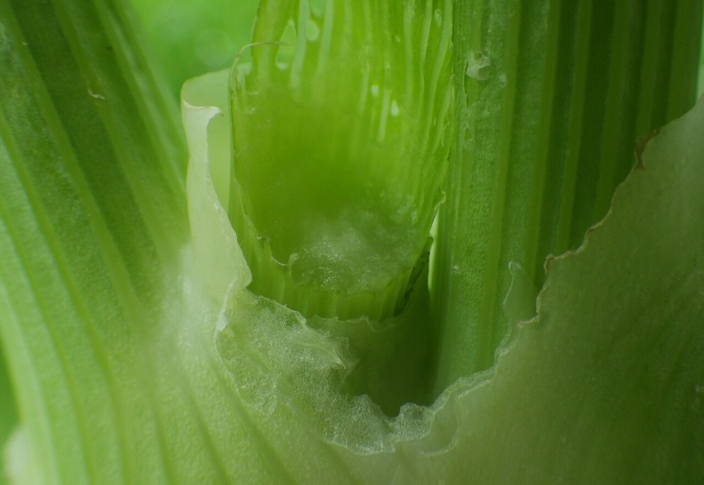 Dégâts de limaces sur fenouil bulbeux