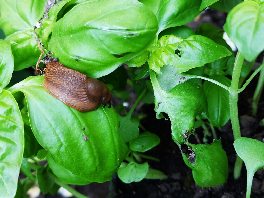 Dégâts de limaces sur basilic