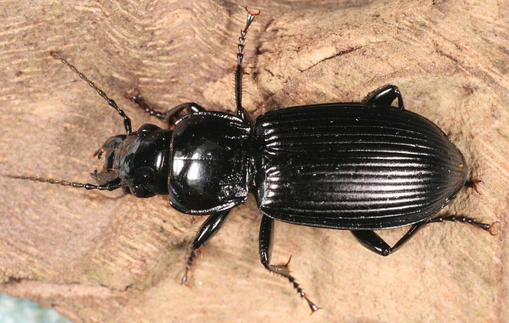 Carabe Pterostichus melanarius, prédateur des limaces