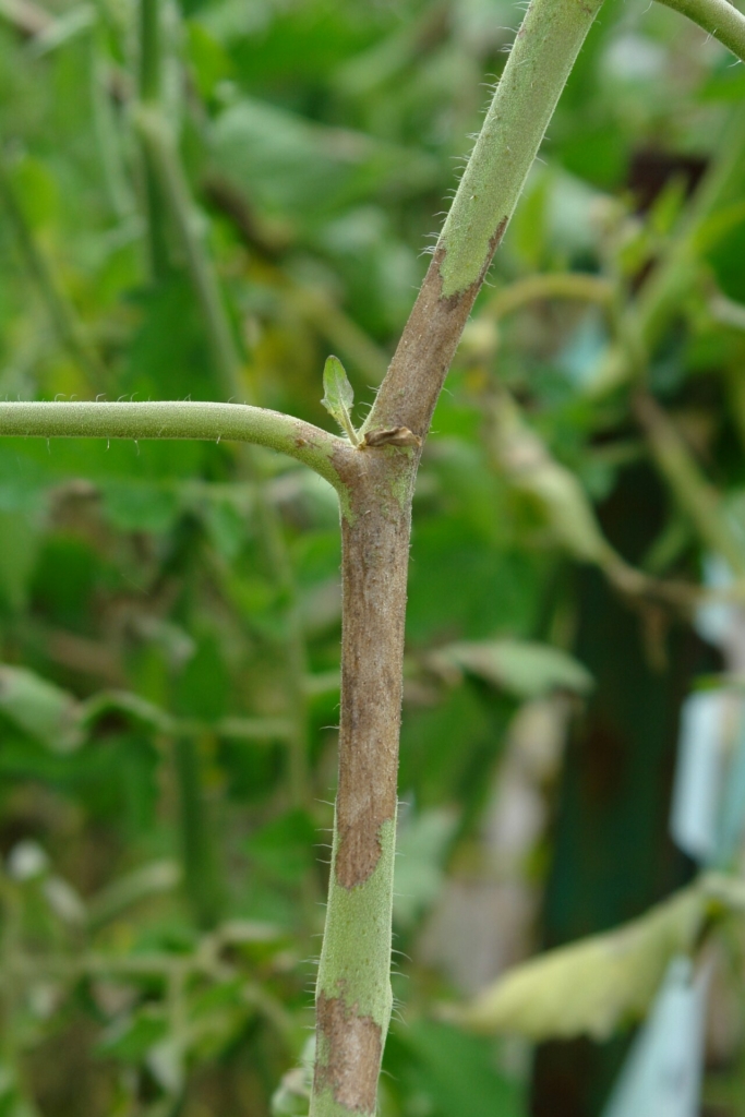 Lésions brunes sur tige de tomate