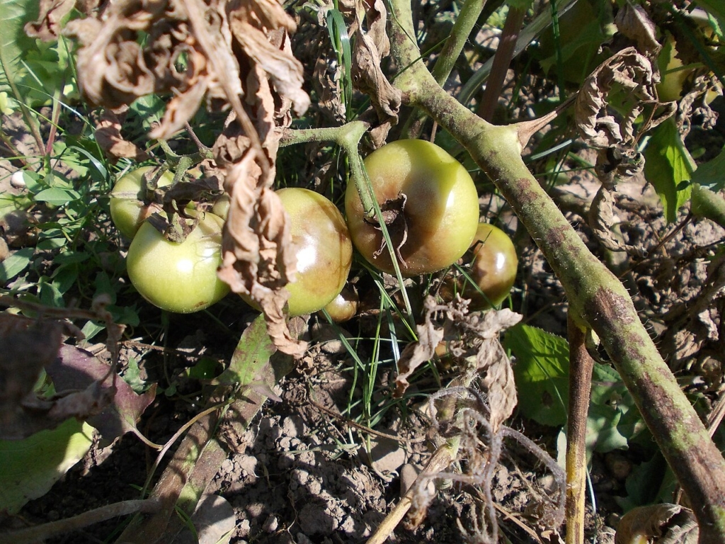 Tomates vertes marbrées par le mildiou