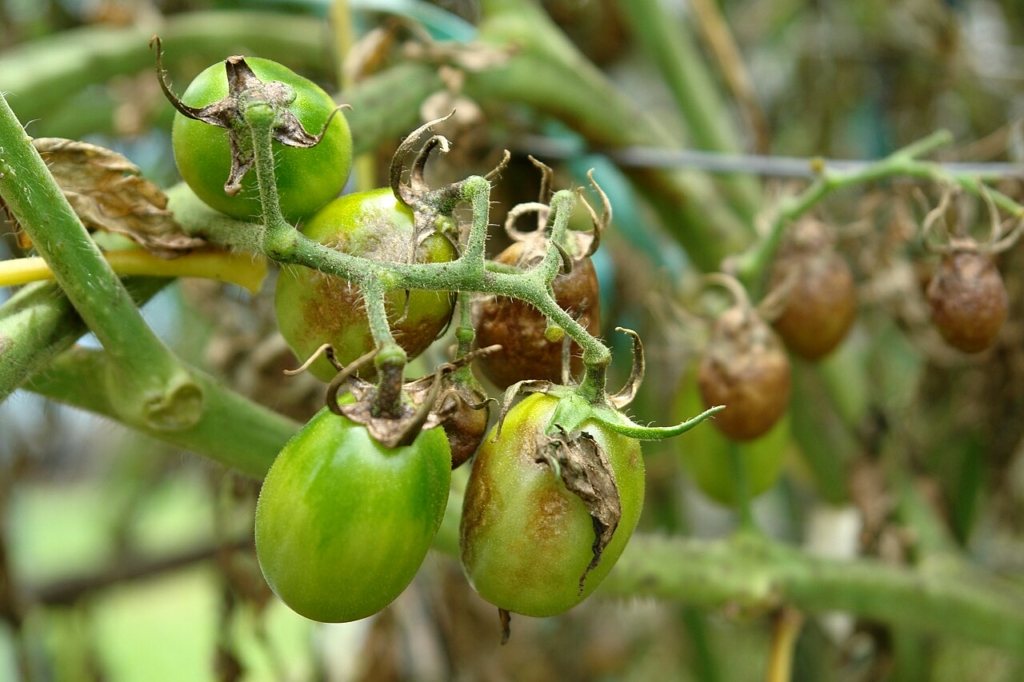 Fruit de tomate atteint