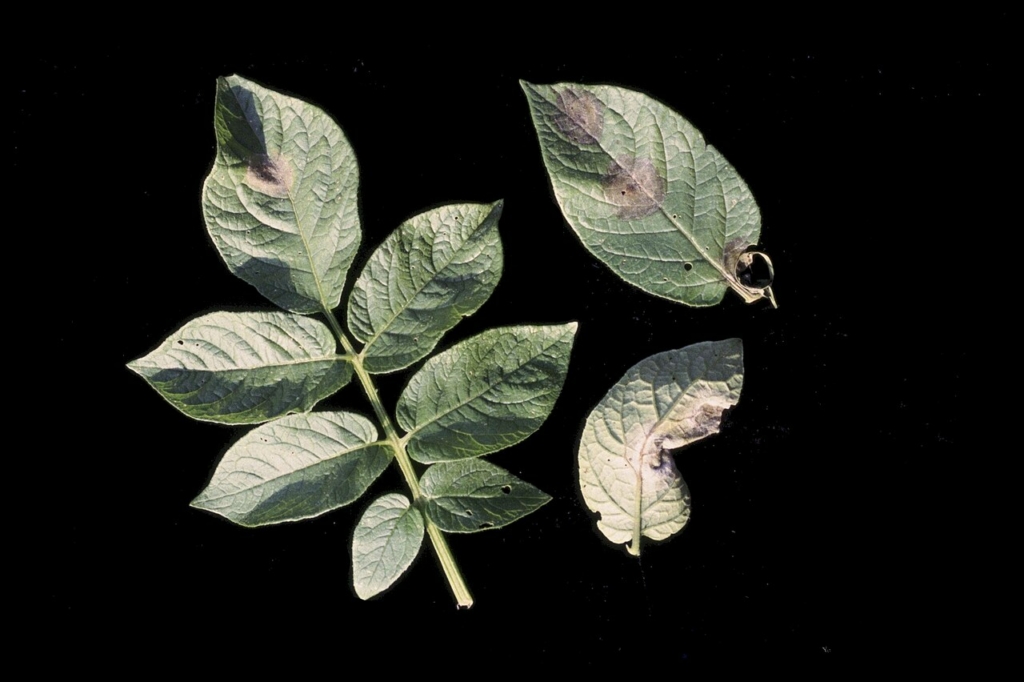 Mildiou sur feuille de pomme de terre