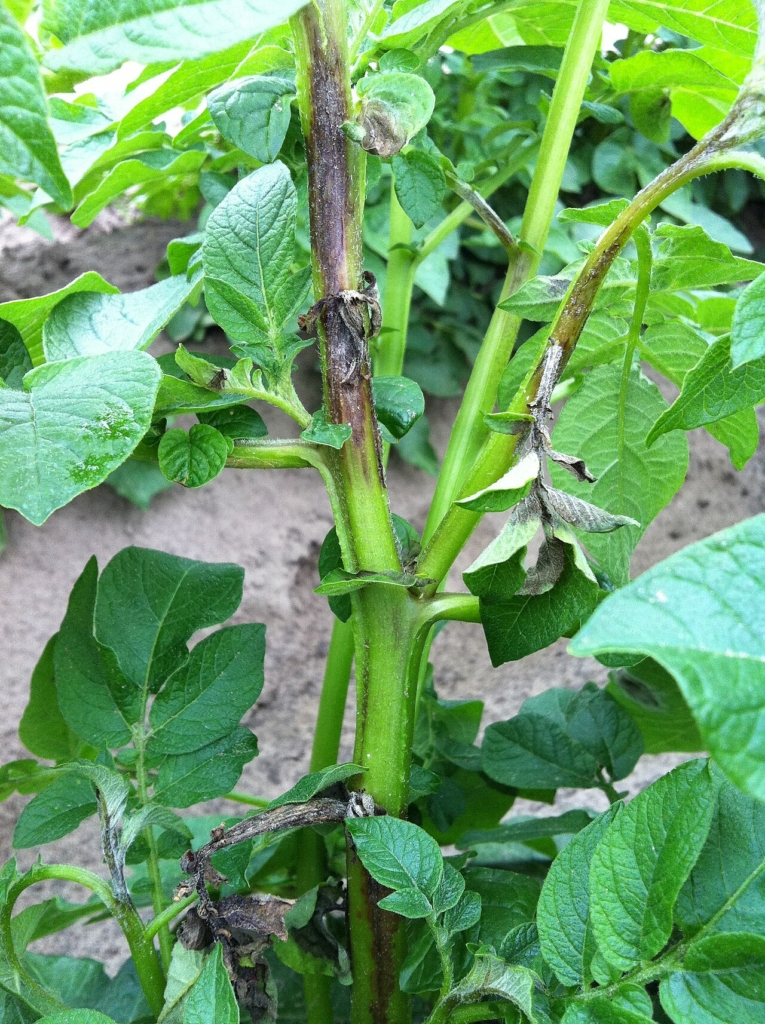 Mildiou sur tige de pomme de terre