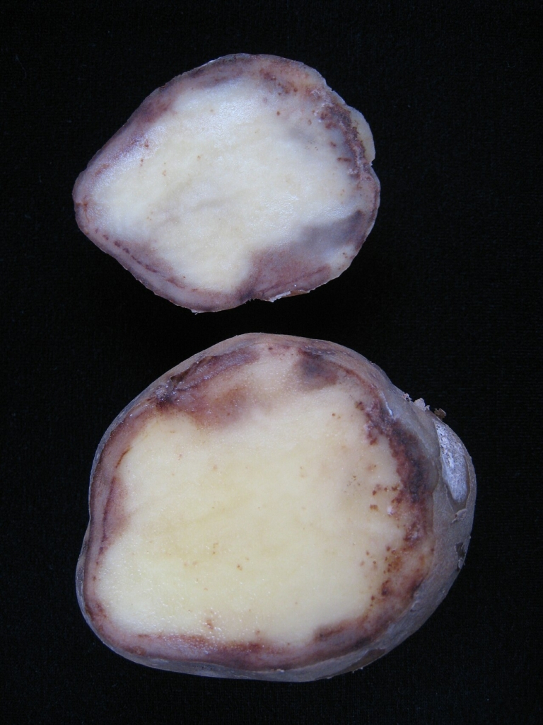 Tubercule atteint (infection provoquée en laboratoire)