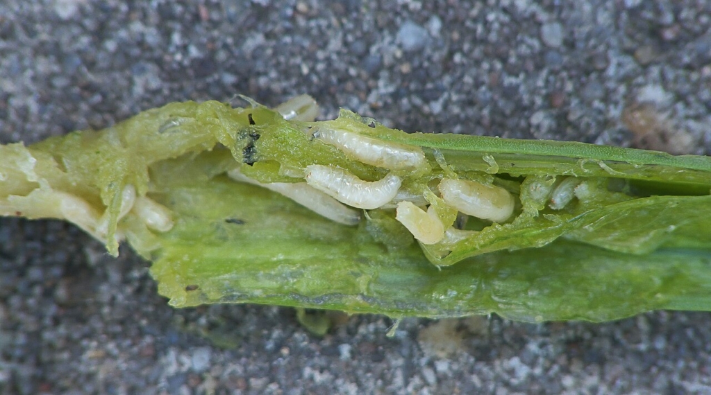 Larves de la mouche de l'oignon sur un poireau