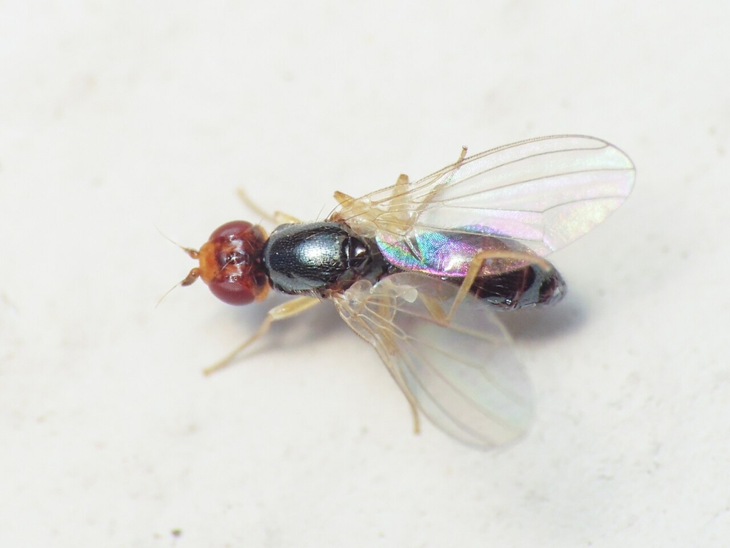 Adulte de la mouche de la carotte