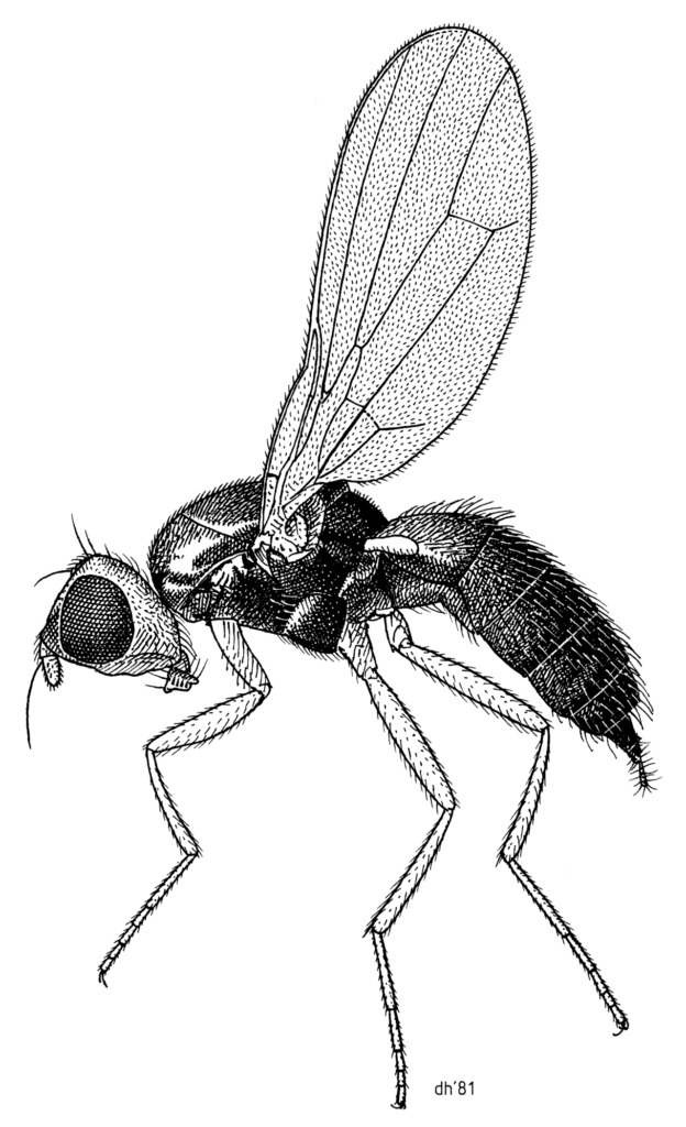 Dessin scientifique de l'adulte