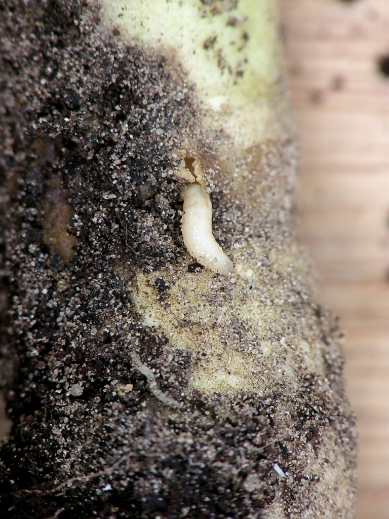 Larve de la mouche du chou